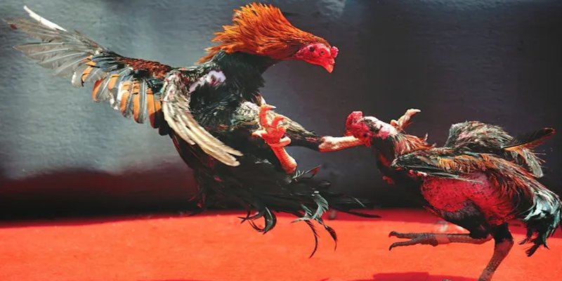 vtvgo c1 gà chọi