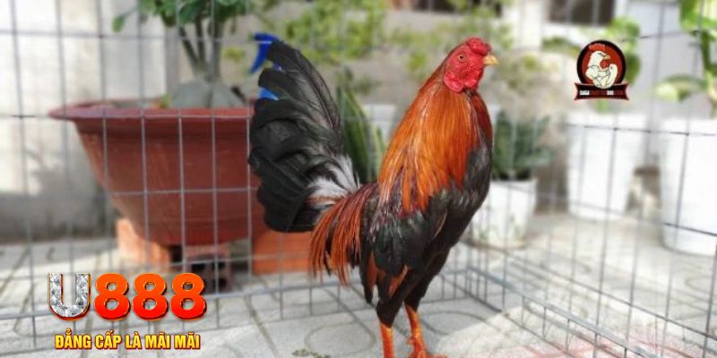 vtvgo game máy bay nổ hũ
