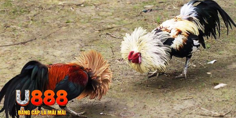 vtvgo game nổ hũ là gì